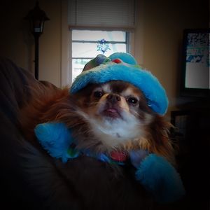 Meet your Posher, Paige